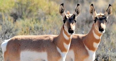 Can’t Tell Your Shelf Parts Apart? Ask The Team!